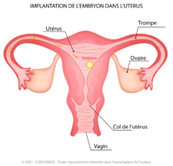 Implantation_ovocyte