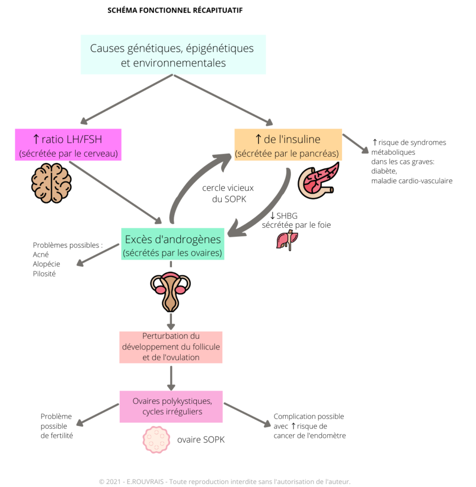 Le Syndrome Des Ovaires Polykystiques - Eliserouvrais.com