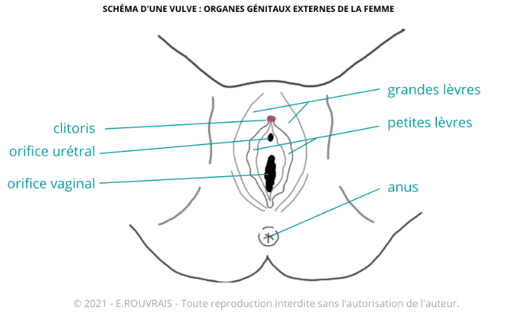 Schéma organes reproducteurs féminin