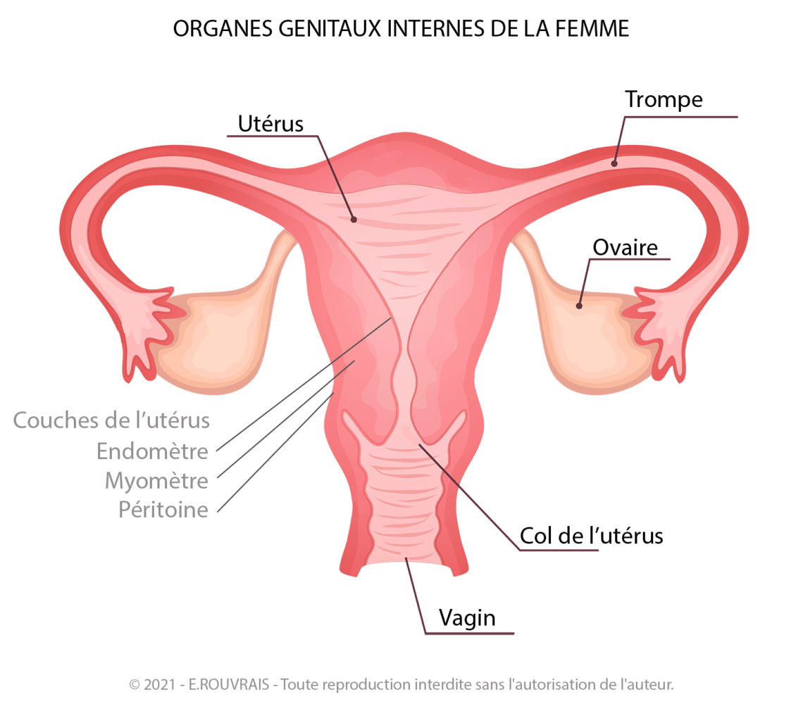 Système Reproducteur Féminin Tout Comprendre Sur Lanatomie Féminine 1856