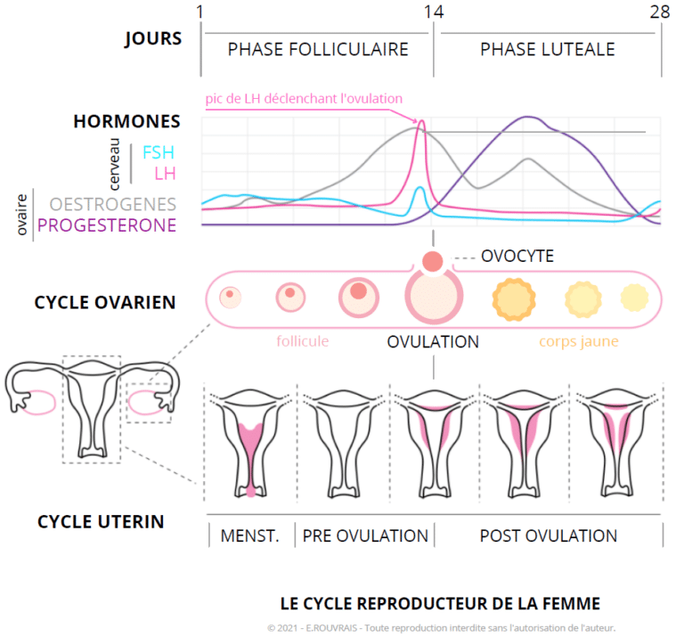 Cycle Féminin Comprendre Le Cycle Menstruel De La Femme