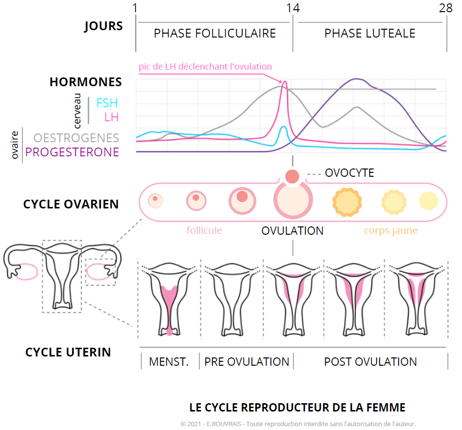 Schéma cycle reproducteur femme