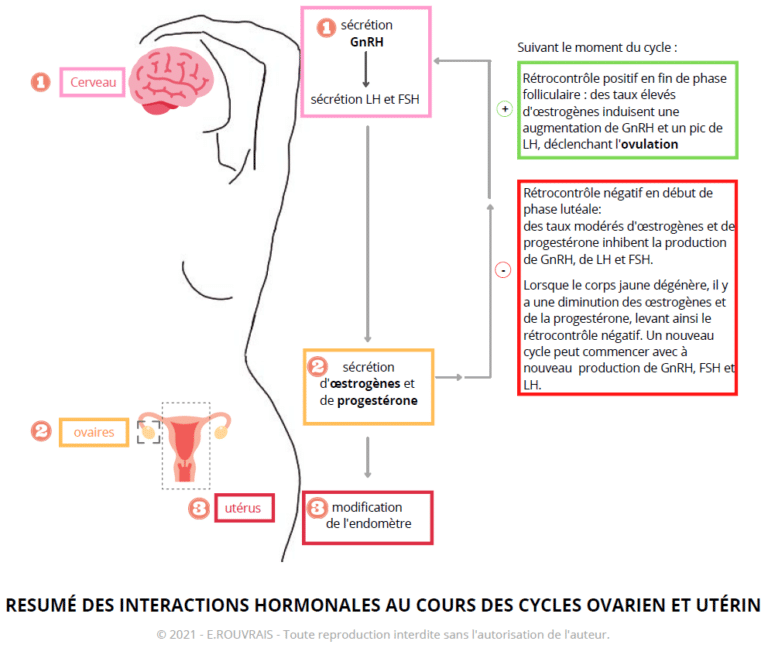 Cycle Féminin Comprendre Le Cycle Menstruel De La Femme 