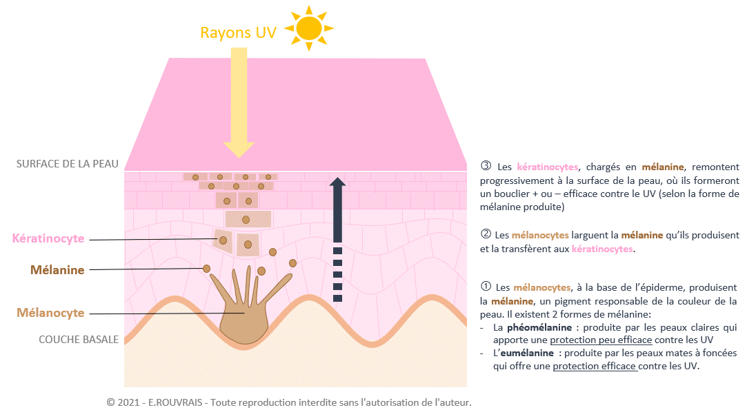 Bienfaits et méfaits du soleil bronzer sans danger pour la santé