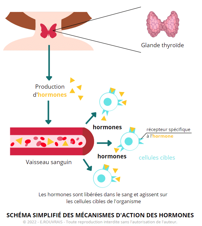 Schéma simplifié des action des hormones de la thyroïde