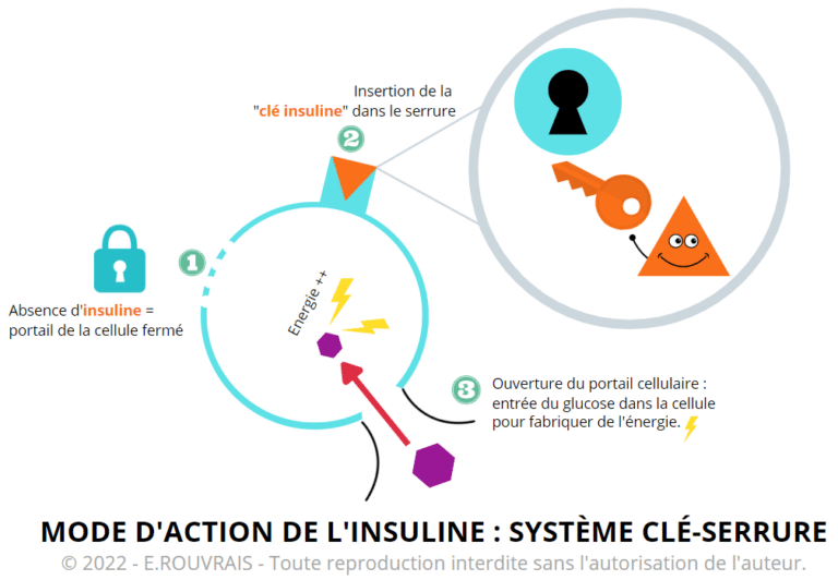 Résistance insuline comprendre les conséquences sur notre santé