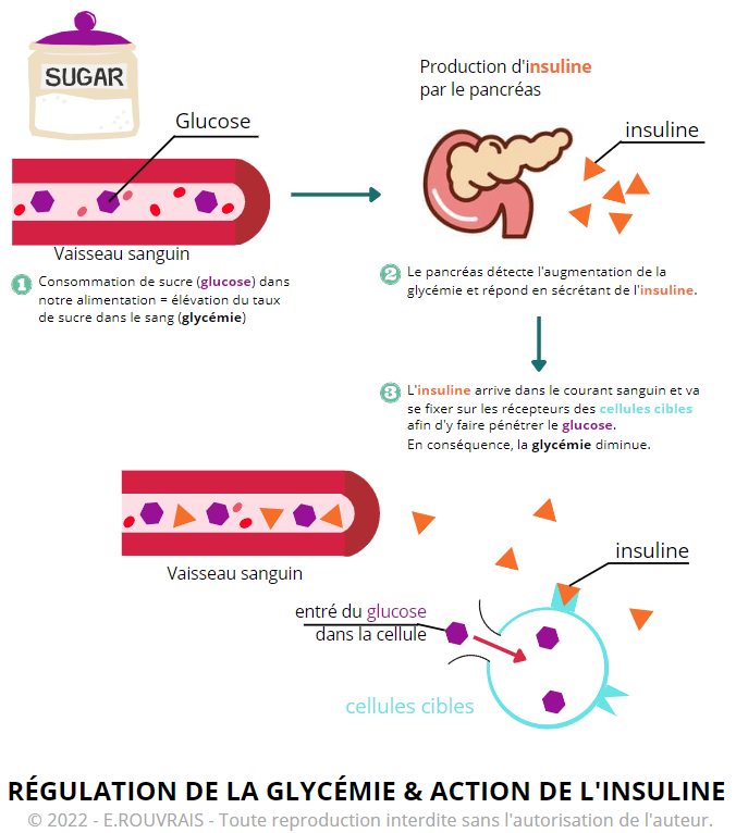 Régulation de la glycémie et action de l'insuline