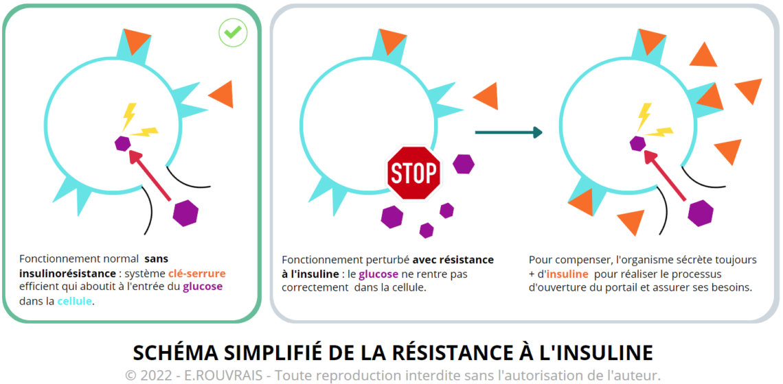 Résistance insuline comprendre les conséquences sur notre santé