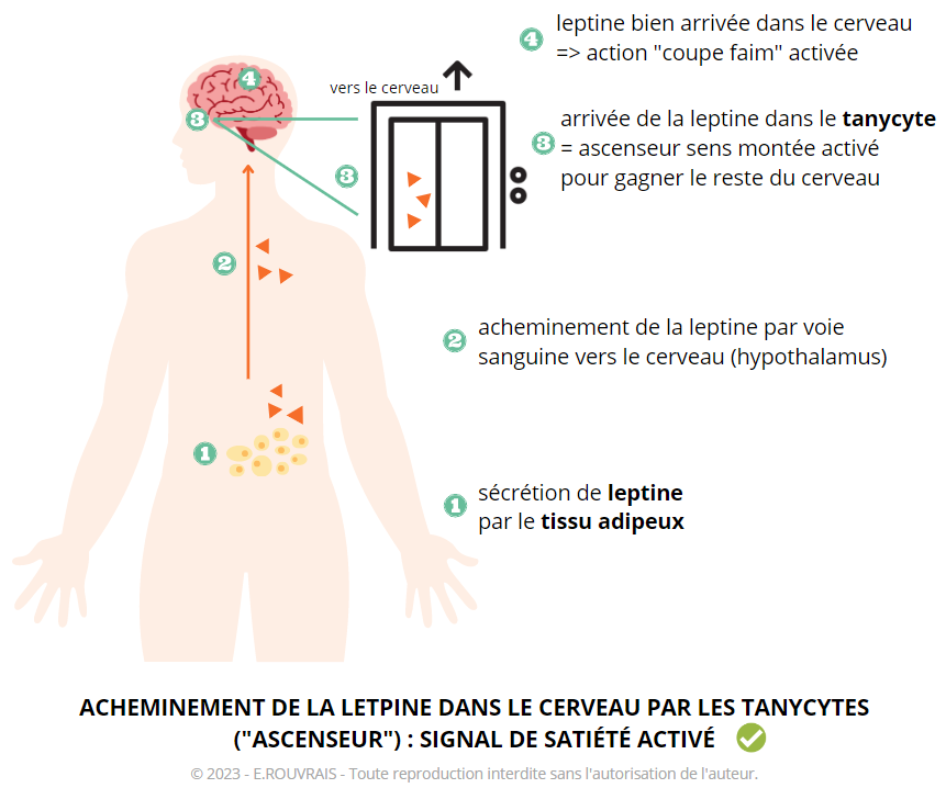Acheminement de la leptine dans le cerveau par les tanycyctes