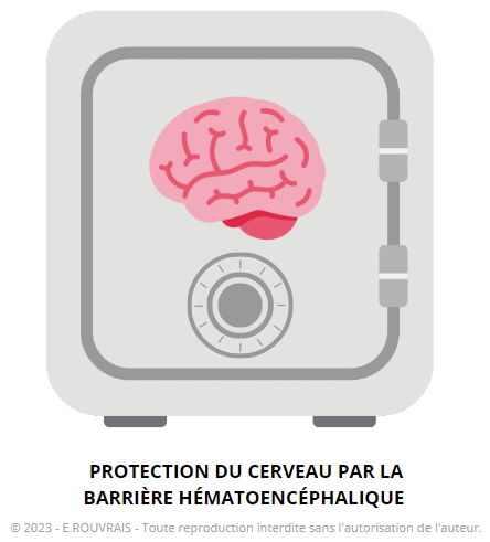 Protection du cerveau par la barrière hématoencéphalique