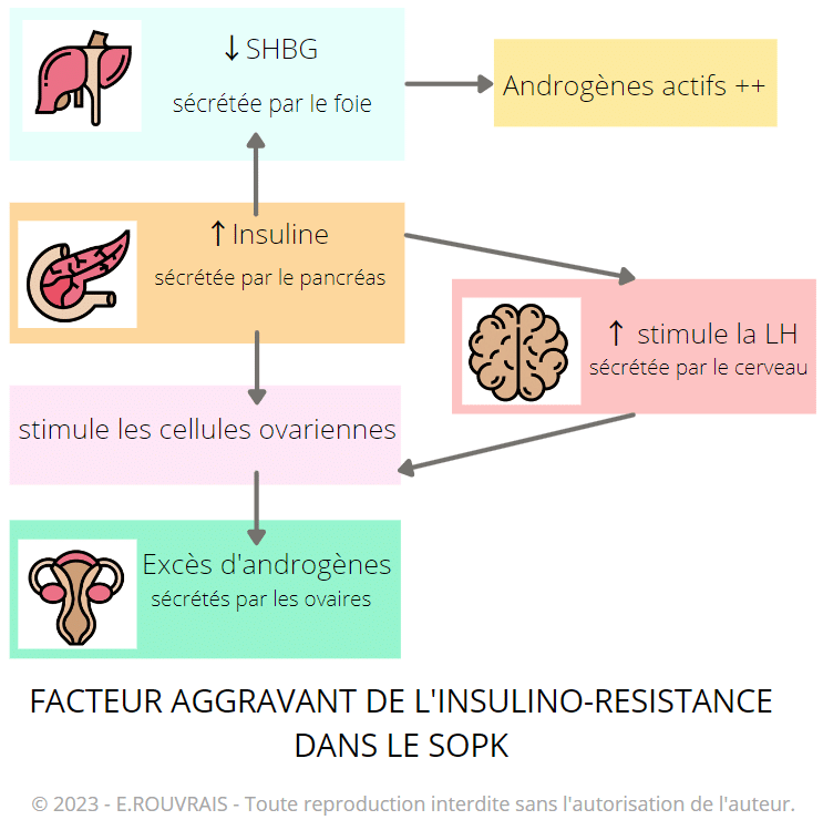 Facteur aggravant de l'insulino-resistance dans le SOPK