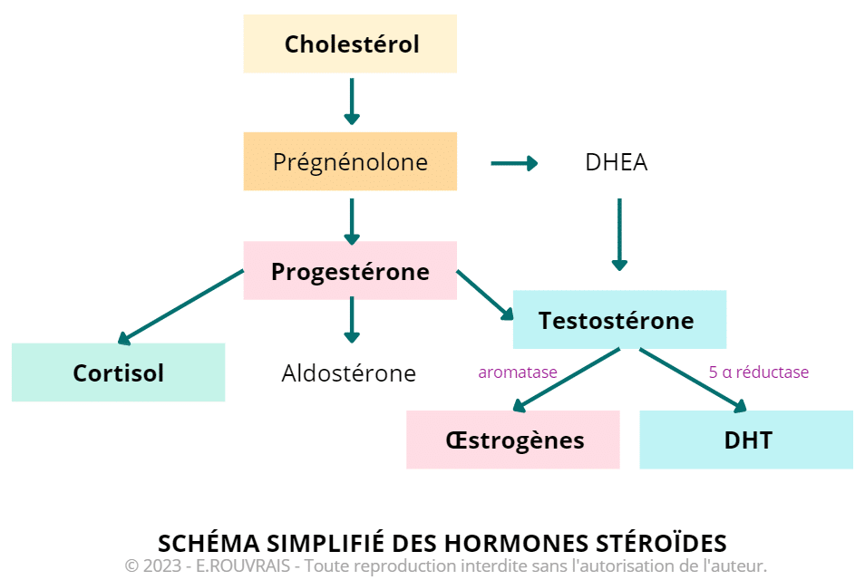 Synthèse des hormones sexuelles chez la femme