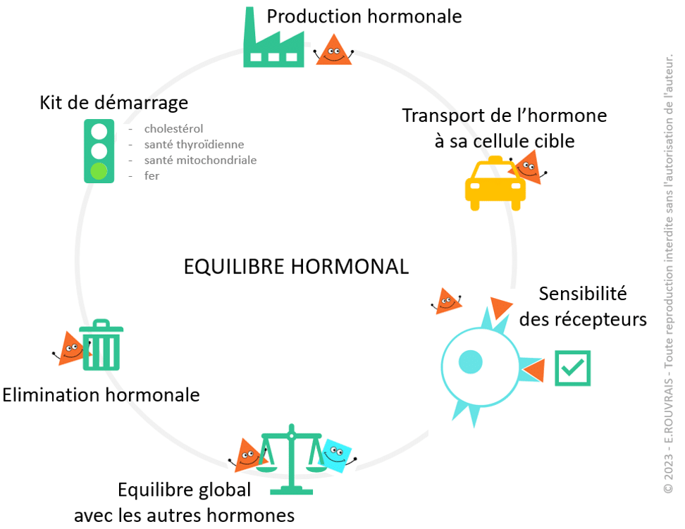 Equilibre hormonal