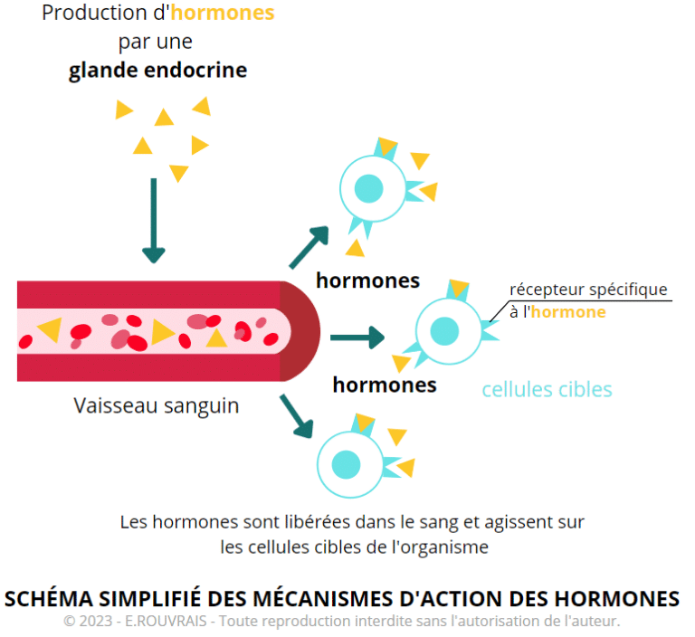 système endocrinien et hormones sexuelles comprendre