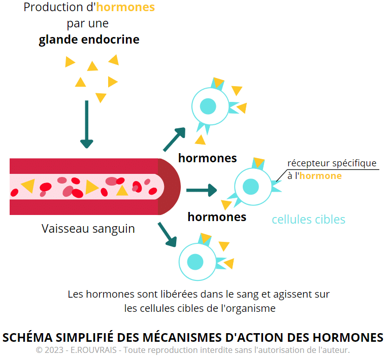 Mécanismes d'action des hormones