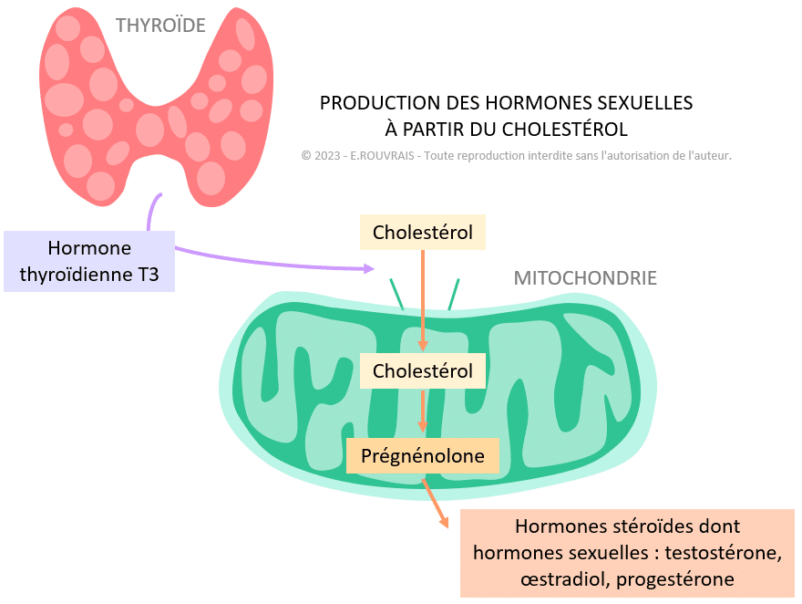 Production des hormones sexuelles à partir du cholestérol