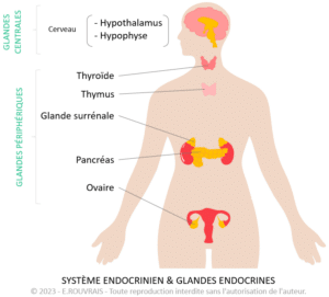 Système endocrinien et hormones sexuelles