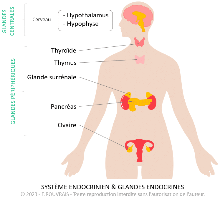 Système endocrinien et glandes endocrines