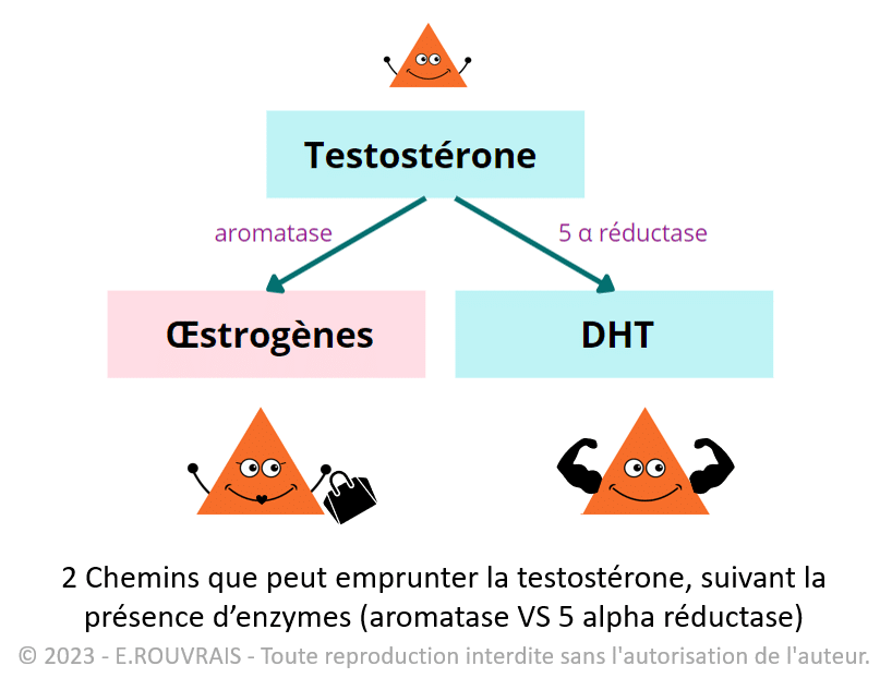 Testostérone - œstrogènes et DHT