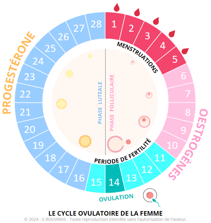 Cycle ovulatoire de la femme