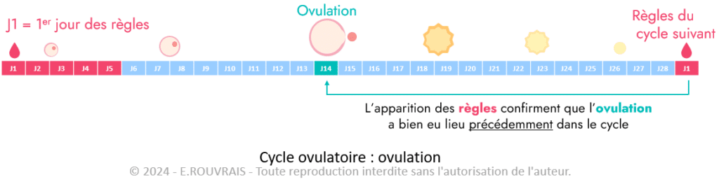 Cycle ovulatoire, règles et aménorrhée