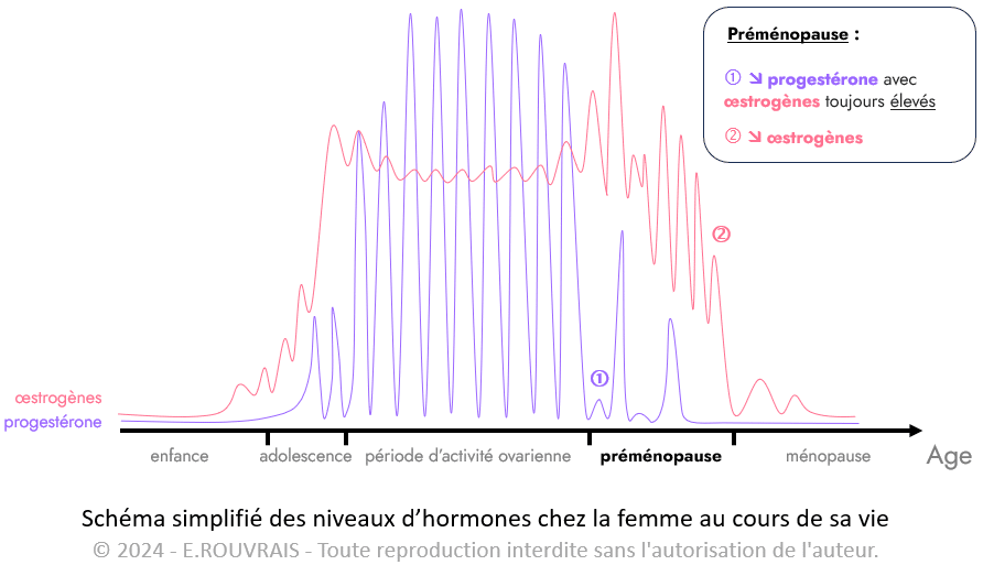 Variations hormonales chez la femme pendant la préménopause