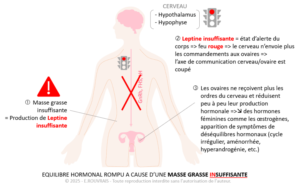 Equilibre hormonal féminin rompu à cause d'une masse grasse insuffisante