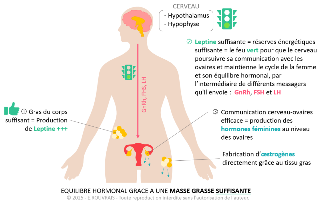 Equilibre hormonale chez la femme grâce à une masse grasse suffisante