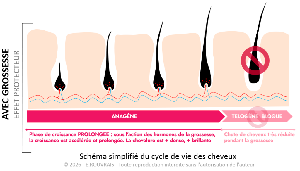Cycle de vie du cheveux pendant la grossesse : Impact des hormones de grossesse sur le cycle capillaire