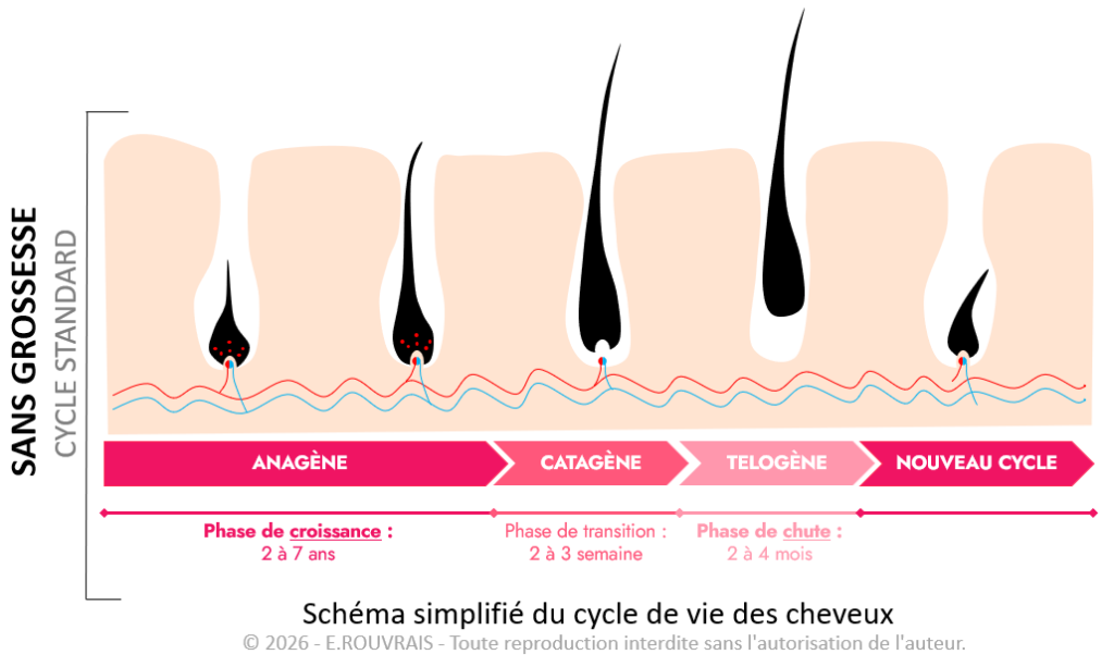 Cycle de vie du cheveux standard, hors grossesse