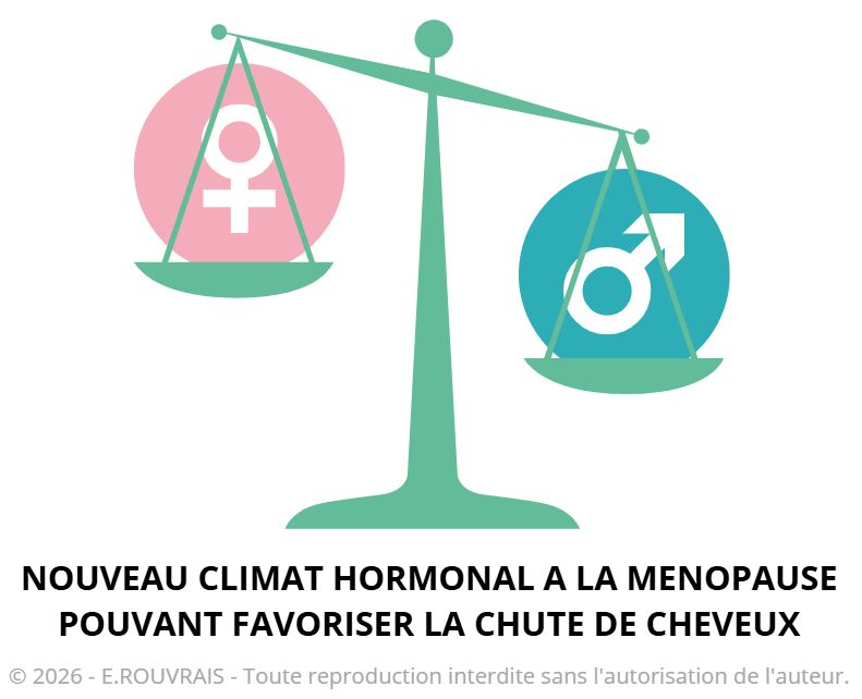 Schéma expliquant le déséquilibre hormonal et la chute de cheveux à la ménopause